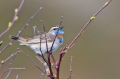 roodgesterde blauwborst 2